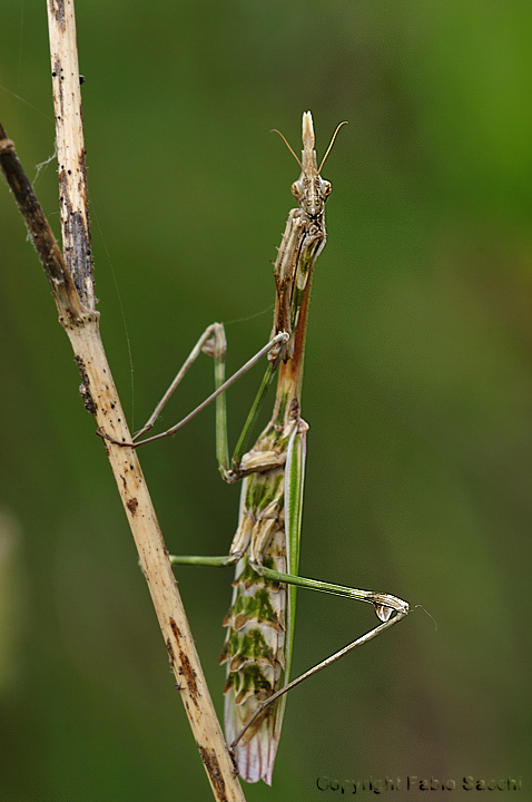 Empusa pennata femmina